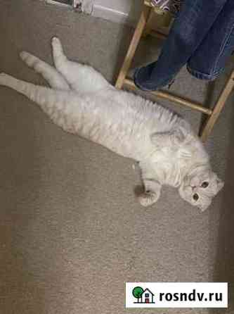 Кот Кунгур