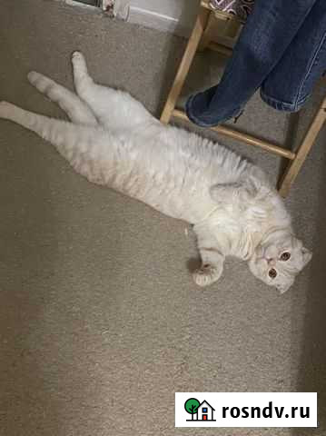 Кот Кунгур - изображение 1