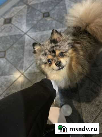 Померанский шпиц мерле Кропоткин - изображение 1