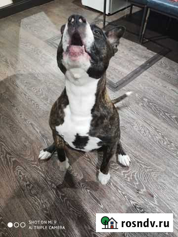 Стаффордширский терьер Усмань - изображение 1