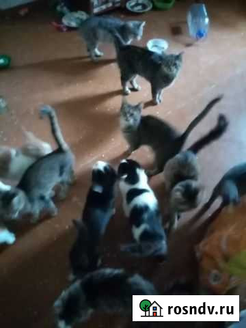 Волонтерским кошкам очень нужен корм Саратов - изображение 1