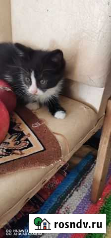 Котята в добрые руки Белореченск - изображение 1
