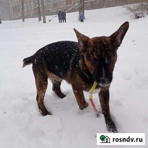 Щенок в добрые руки Липецк - изображение 1