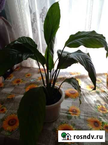 Спатифиллум Вышний Волочек - изображение 1