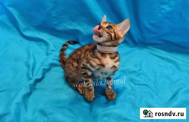 Эксклюзивный бенгальский котенок Хабаровск - изображение 1