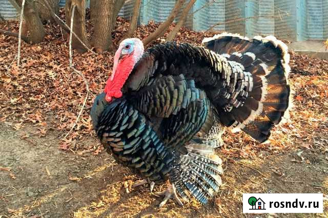 Индюки И индюшки - гуси Тимашевск - изображение 1