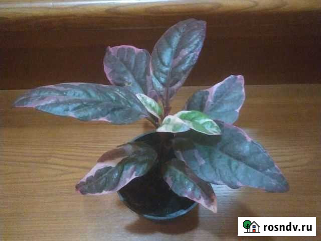 Псевдоэрантемум Каррутерса (Багряный) Дубовое - изображение 1