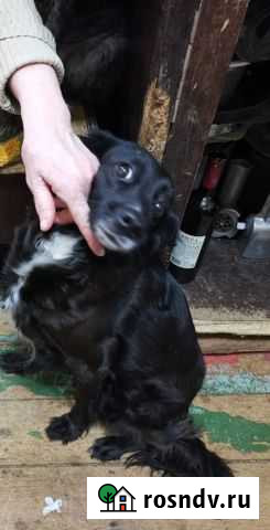 Домашняя собака в семью Норильск - изображение 1