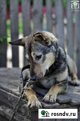 Назар в семью Барнаул - изображение 1