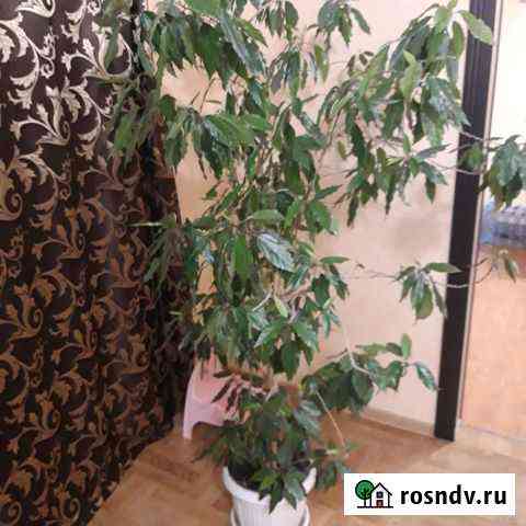 Роза комнатная китайская Белгород