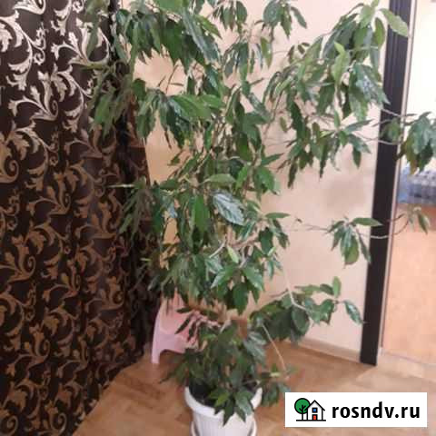 Роза комнатная китайская Белгород - изображение 1