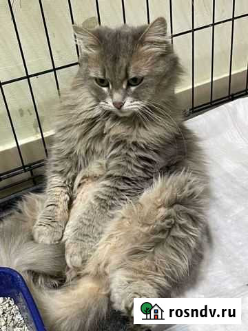 Пушистая Кошечка Уфа - изображение 1