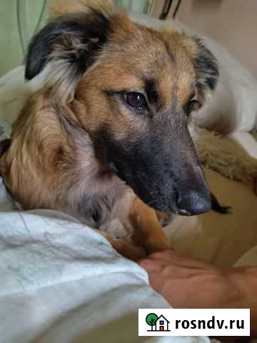 Зося ищет дом Короча - изображение 1