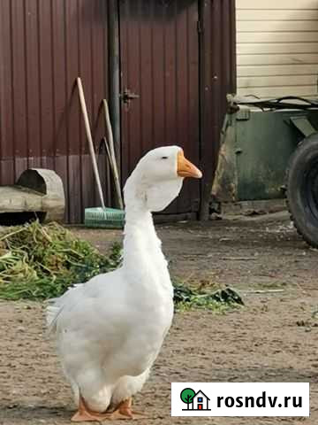 Холмогорский гусак Шатура - изображение 1