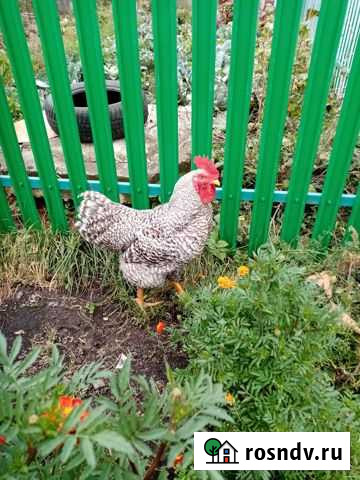 Петух плимутрок Рузаевка - изображение 1