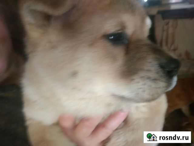 Чау-чау помесных щенков Свободный - изображение 1