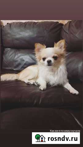 Вязка кобель чихуахуа Волгоград - изображение 1