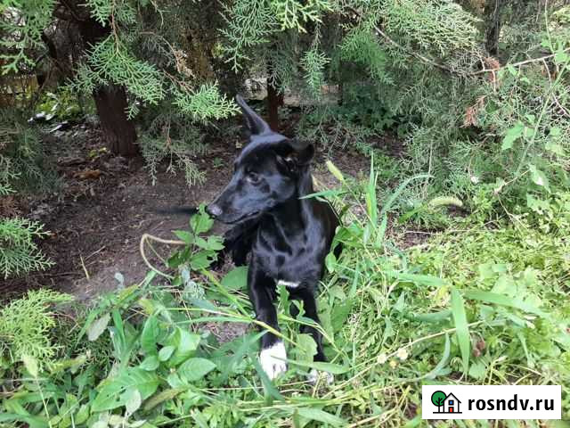 Собаки бесплатно Ростов-на-Дону - изображение 1