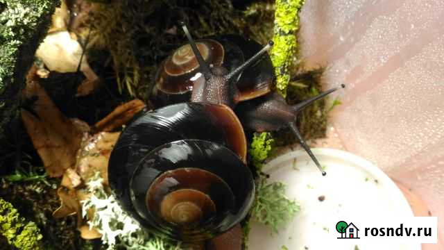 Улитки Экселленсы, кивсяки, мокрички декоративные Воронеж - изображение 1