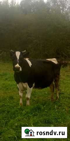 Корова Струги Красные - изображение 1