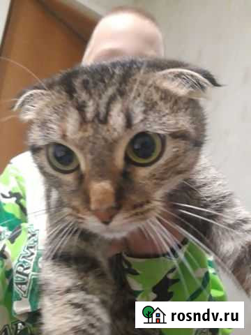 Кошечка в добрые руки Волгоград - изображение 1