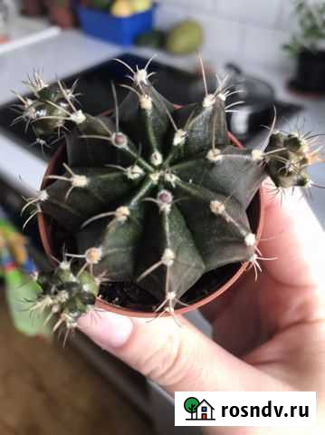 Детки Кактус Сафоново - изображение 1