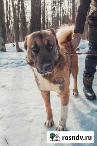 Атос в поисках семьи Клин - изображение 1