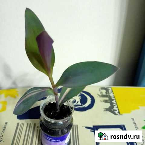 Сеткреазия пурпурная Волжский - изображение 1