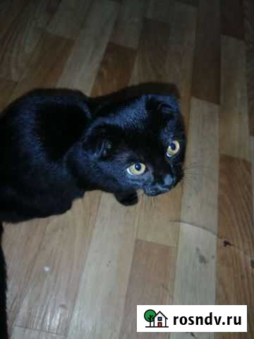 Кошечька шотландская вислоухая Калининград - изображение 1