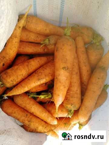 Морковь Городище - изображение 1