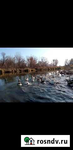 Гуси домашние Шебекино - изображение 1