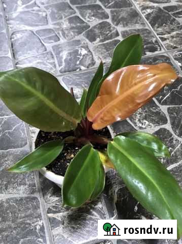 Филодендрон Принц Оранж Грязи - изображение 1
