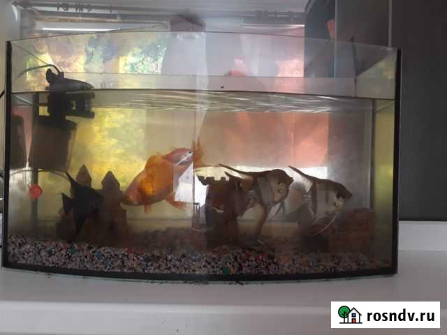 Аквариум Усть-Кинельский - изображение 1