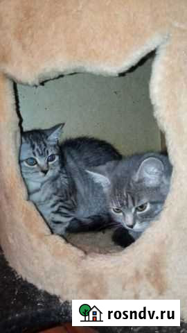 Кошки бесплатно Знаменка - изображение 1