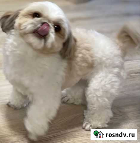 Ши-тцу Пермь - изображение 1