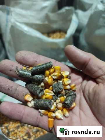 Кукуруза Аксай - изображение 1