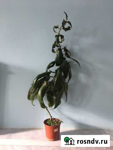 Каланхоэ лечебный Сыктывкар - изображение 1