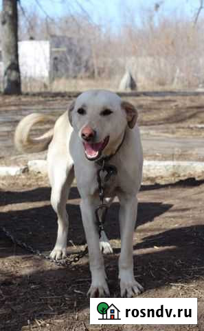 Собака в добрые руки Тольятти - изображение 1