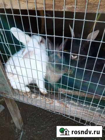 Декоративные кролики Бобров - изображение 1