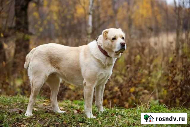 Алабайка в дар Чехов - изображение 1