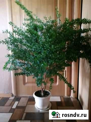 Мирт 5000т Шахты - изображение 1