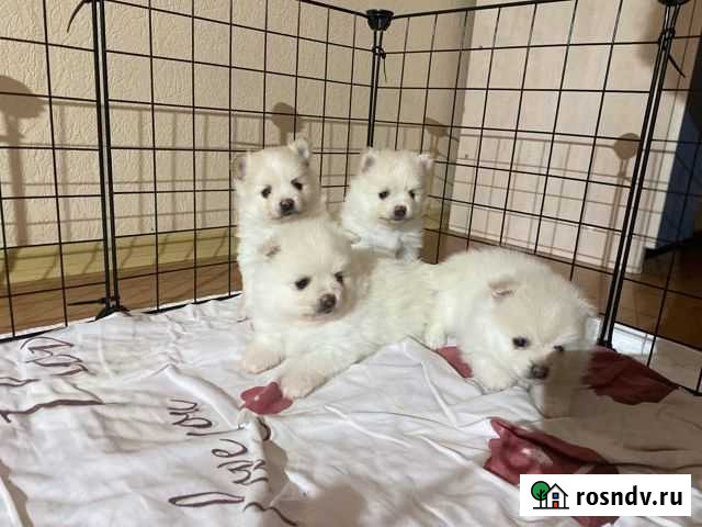 Щенки шпица Югорск - изображение 1