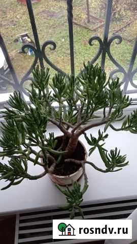 Толстянка Всеволожск - изображение 1