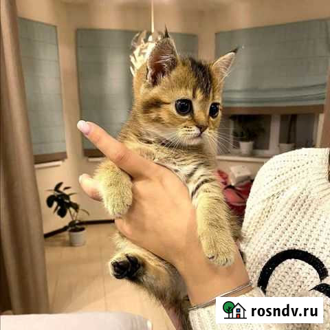 Продажа / Вязка - Золотая Шиншилла - Чистокровные Ковров - изображение 1