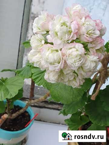 Пеларгония герань April snow Петропавловск-Камчатский - изображение 1