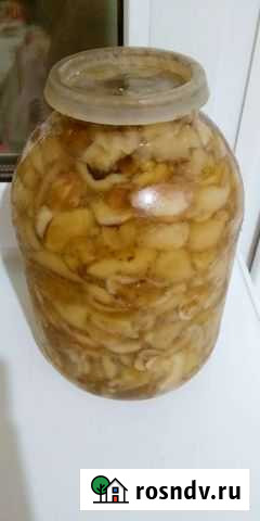 Грибы маслята Чебоксары - изображение 1