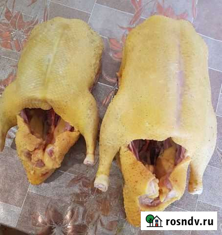 Мясо индоуток,резаных мускусных уток,шептунов уток Архонская - изображение 1