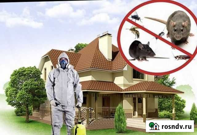 Дезинсекция от Тараканов и Клопов Нижний Новгород - изображение 1