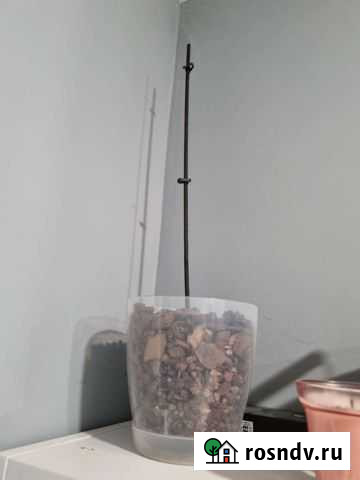 Горшок для орхидеи и грунт Оренбург - изображение 1