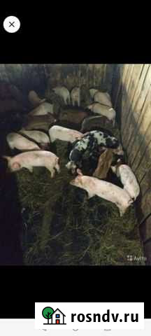 Поросята Санкт-Петербург - изображение 1